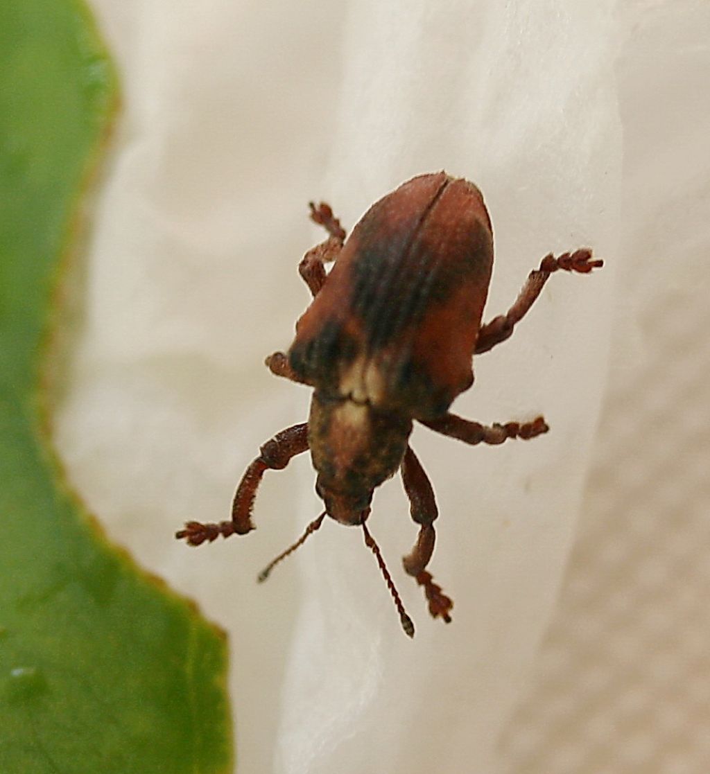 Punteruolo dell''eucalipto:  lui? - S, Gonipterus sp.